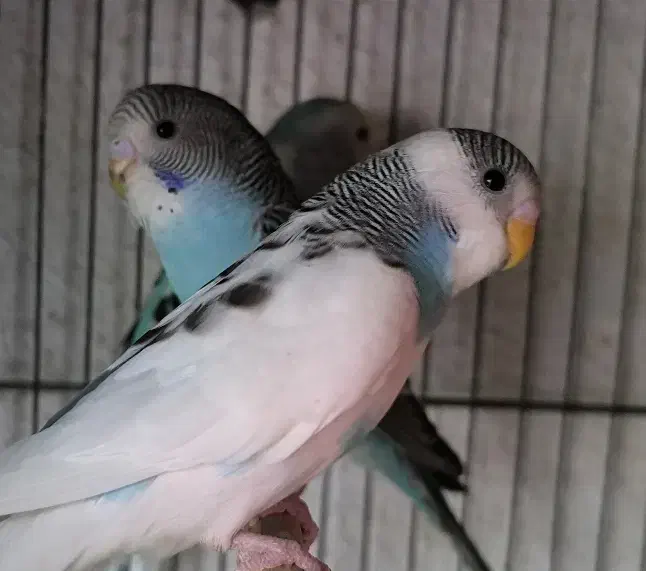 ۵ عدد مرغ عشق|پرنده|فردیس, شهرک ناز|دیوار