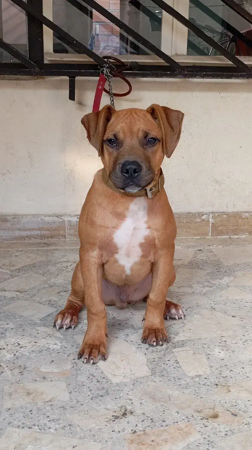 سگ پیتبول|سگ|ساری, |دیوار