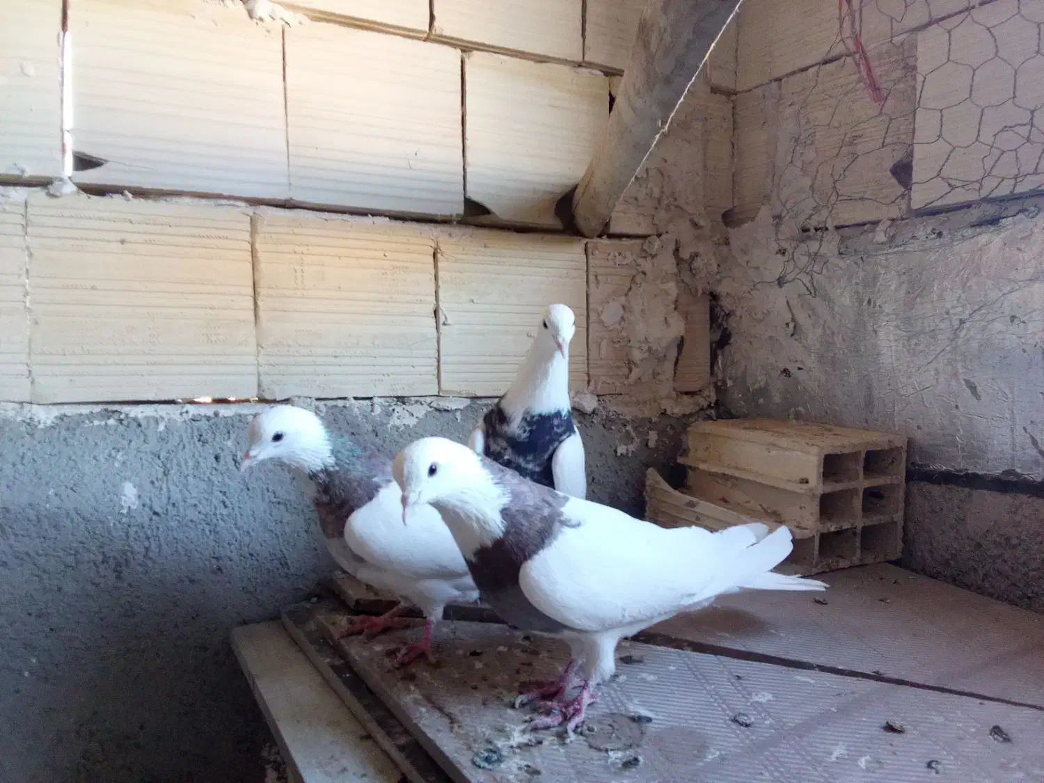 کبوتر طوقی|پرنده|لالجین, |دیوار