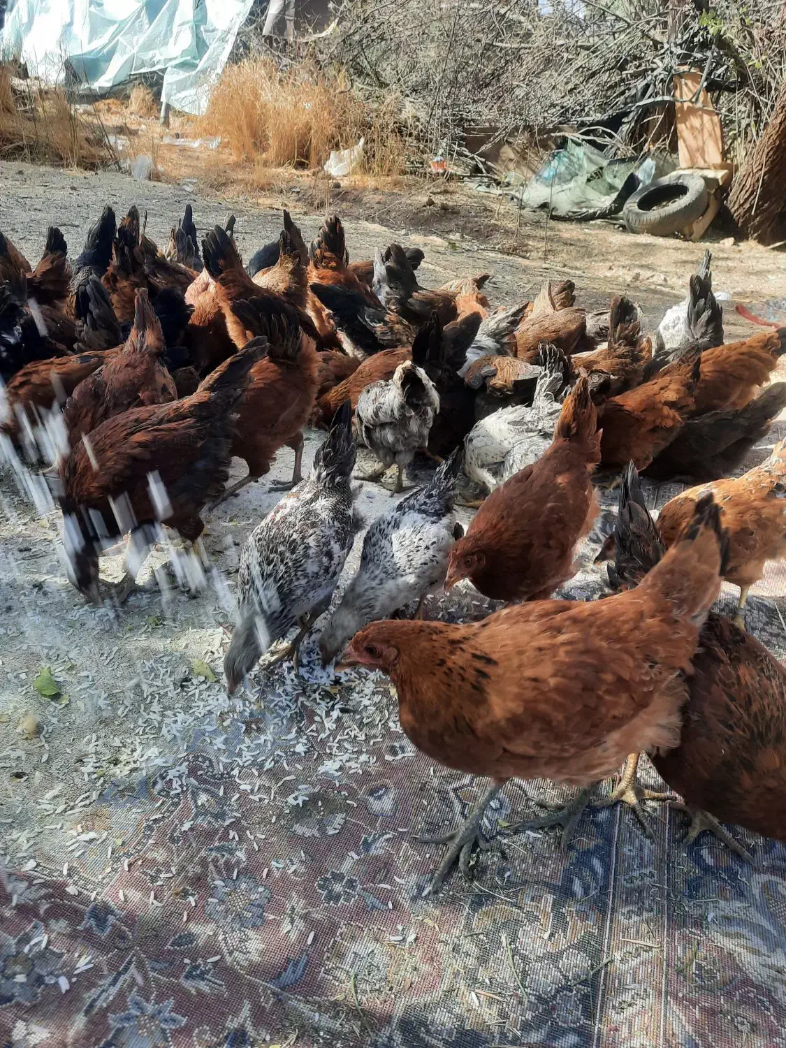 مرغ و خروس ۵ تا ۶ ماهه|حیوانات مزرعه|الشتر, |دیوار