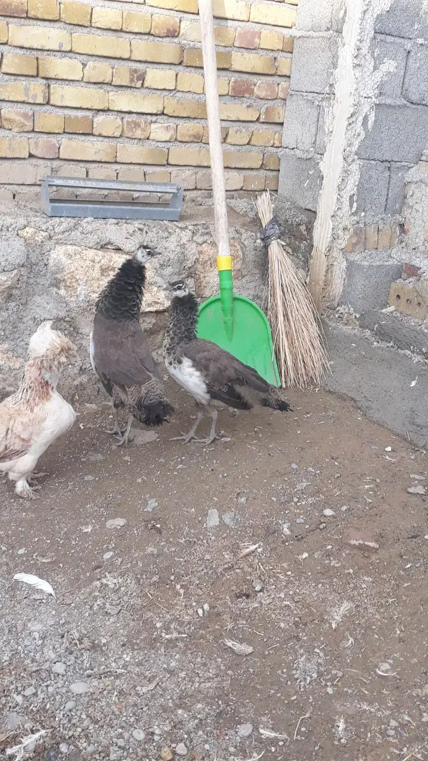 جوجه طاووس|حیوانات مزرعه|نوشین شهر, |دیوار