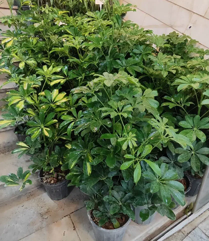 شفلرا پر ریشه شامادورا دیفن سانسوریا پتوس یوکا کاج|گل و گیاه طبیعی|قم, ولیعصر|دیوار