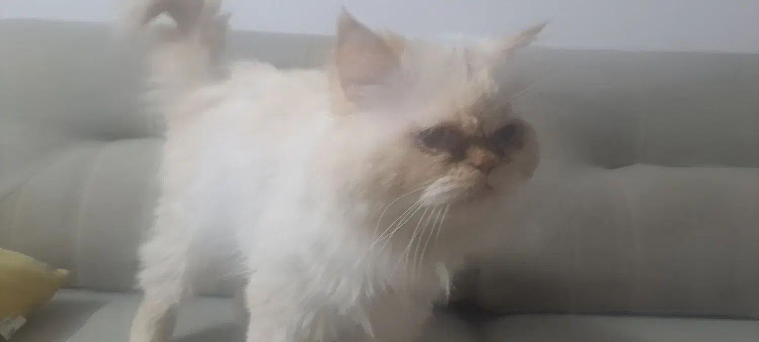 نژاد پرشین هیمالین|گربه|مشهد, امیریه|دیوار