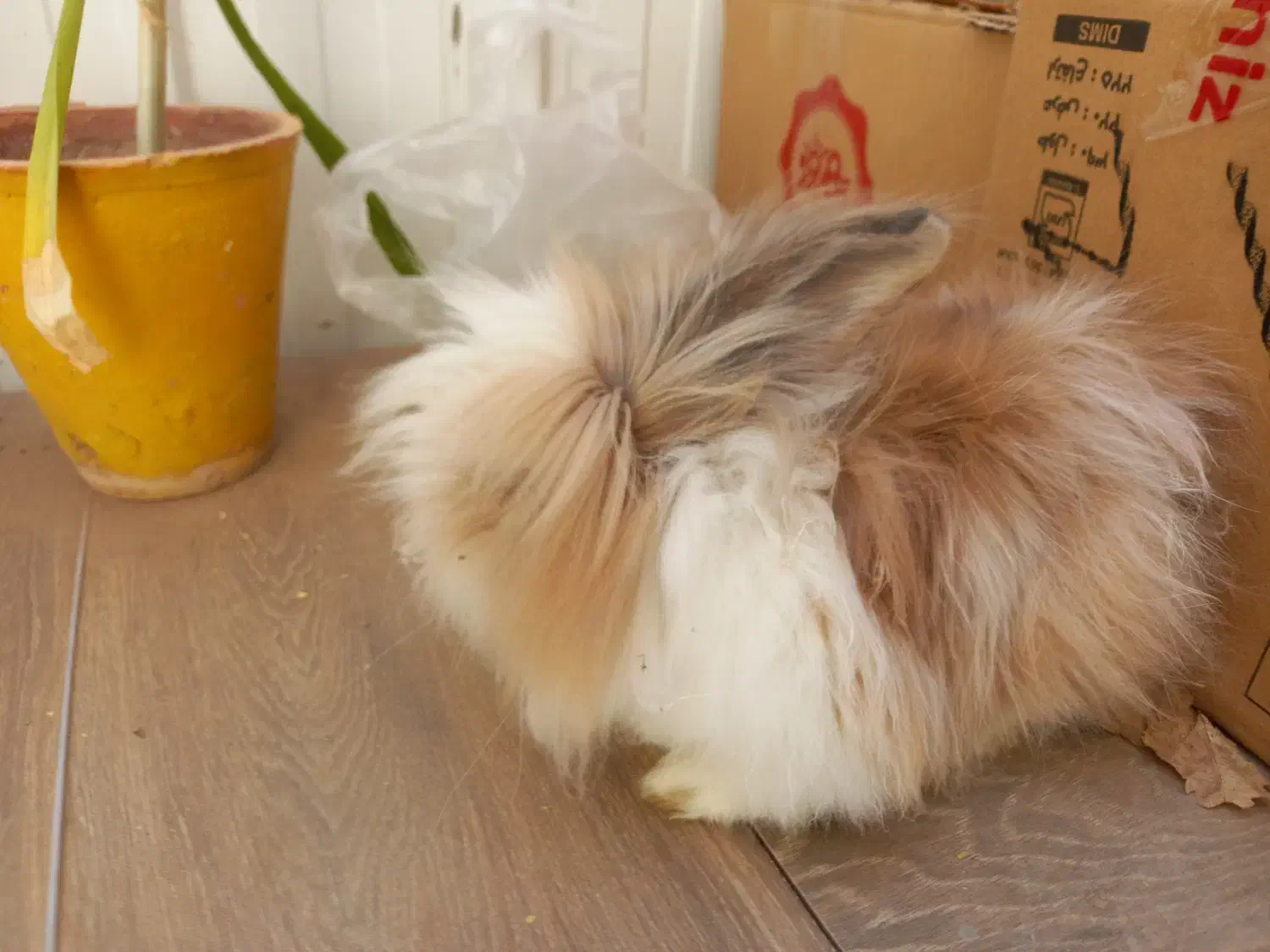 خرگوش لوپ پشمالو|موش و خرگوش|کرمان, |دیوار