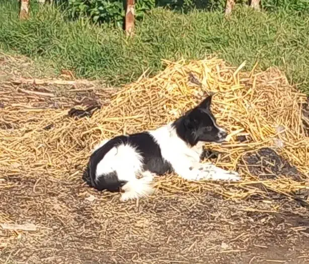 سگ پاکوتا|سگ|گرگان, |دیوار