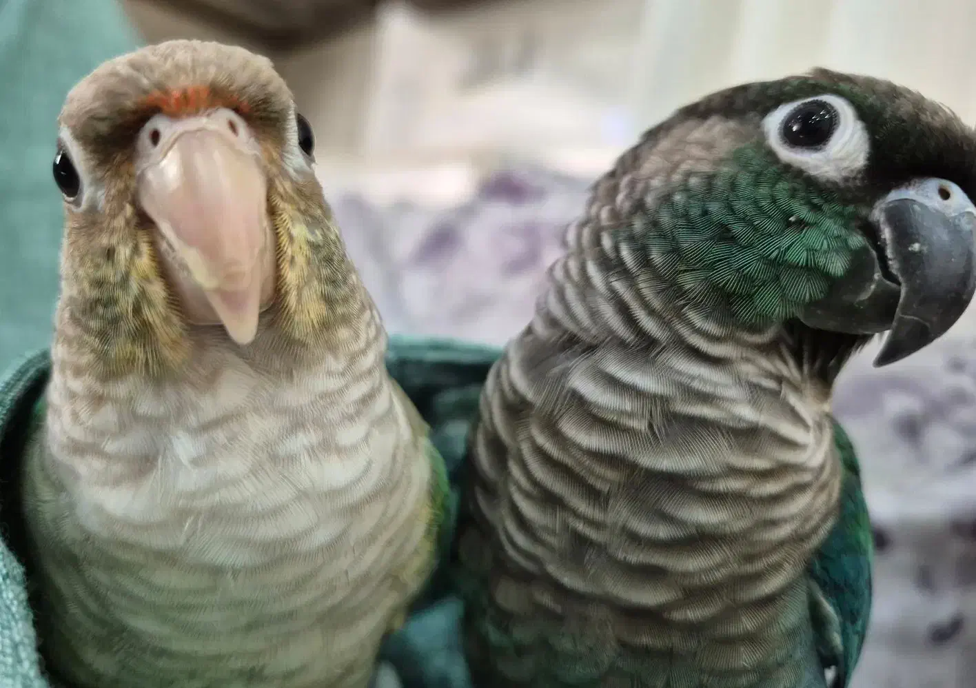 گرینچیک نر و ماده|پرنده|کرج, گلشهر|دیوار