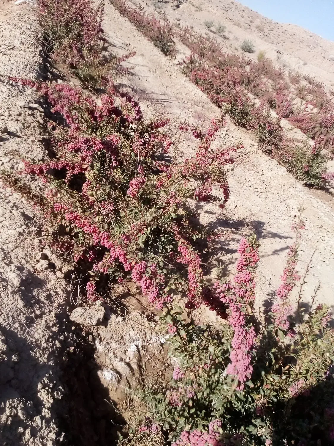 باغ زرشک نهال ۵ ساله همراه ۵ساعت|فروش زمین و ملک کلنگی|قائن, |دیوار