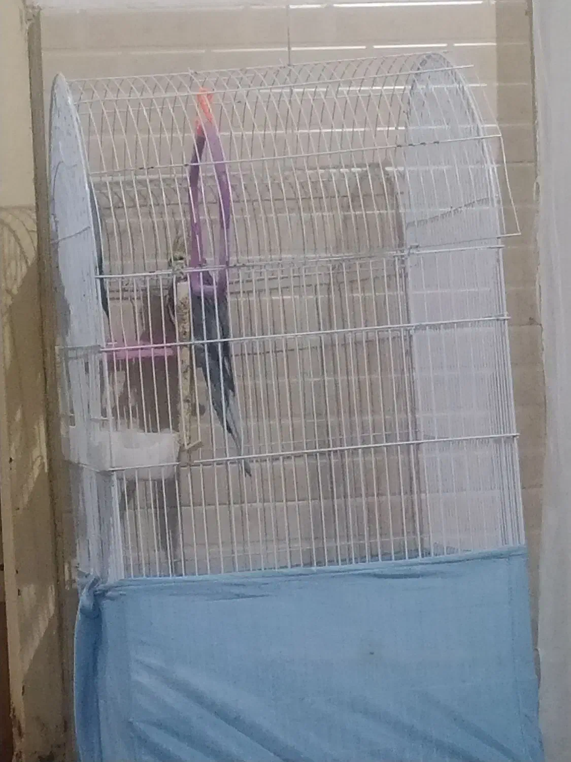 عروس هلندی   باقفس|پرنده|قرچک, صالح آباد|دیوار