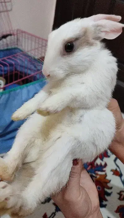 خرگوش مینیاتوری سفید|موش و خرگوش|کرمانشاه, |دیوار