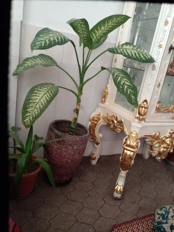 گل دیفن باخیا گلدان بزرگ|گل و گیاه طبیعی|ابهر, |دیوار