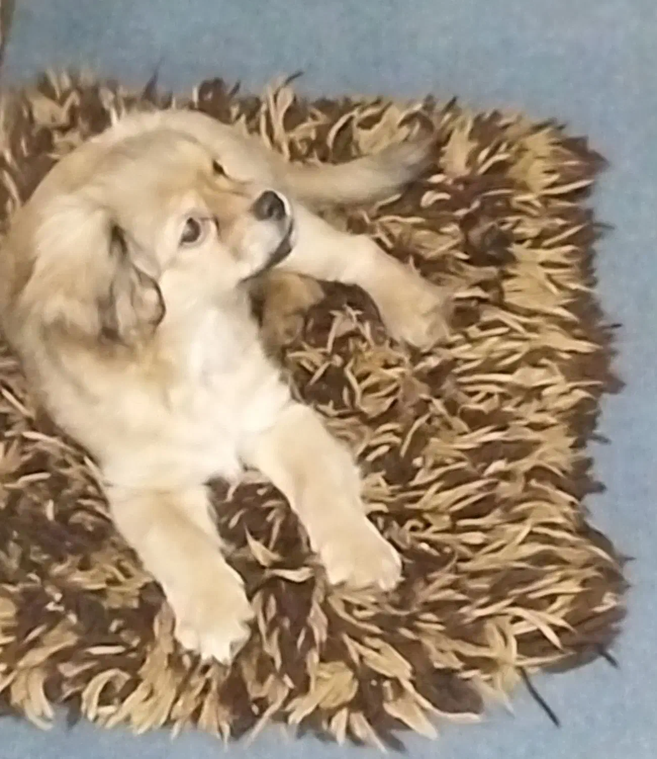 شیتزو کراس ۳ماه ماده|سگ|اهواز, کوی آغاجاری|دیوار