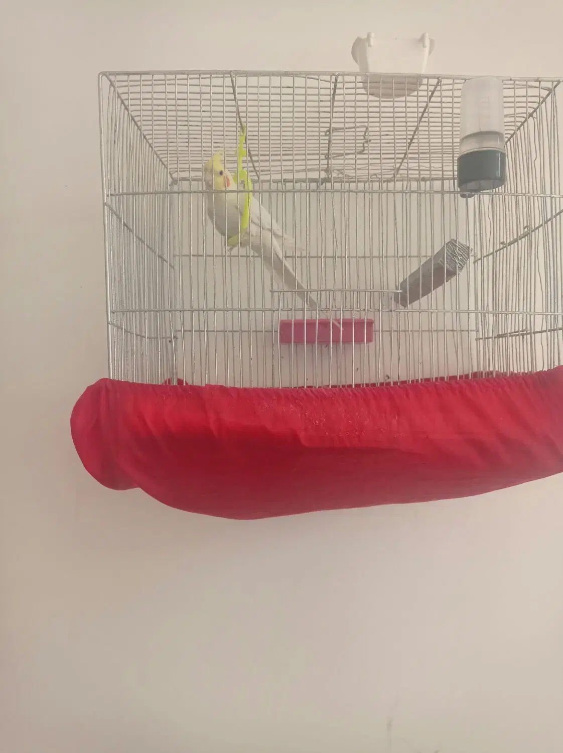 عروس هلندی|پرنده|تایباد, |دیوار