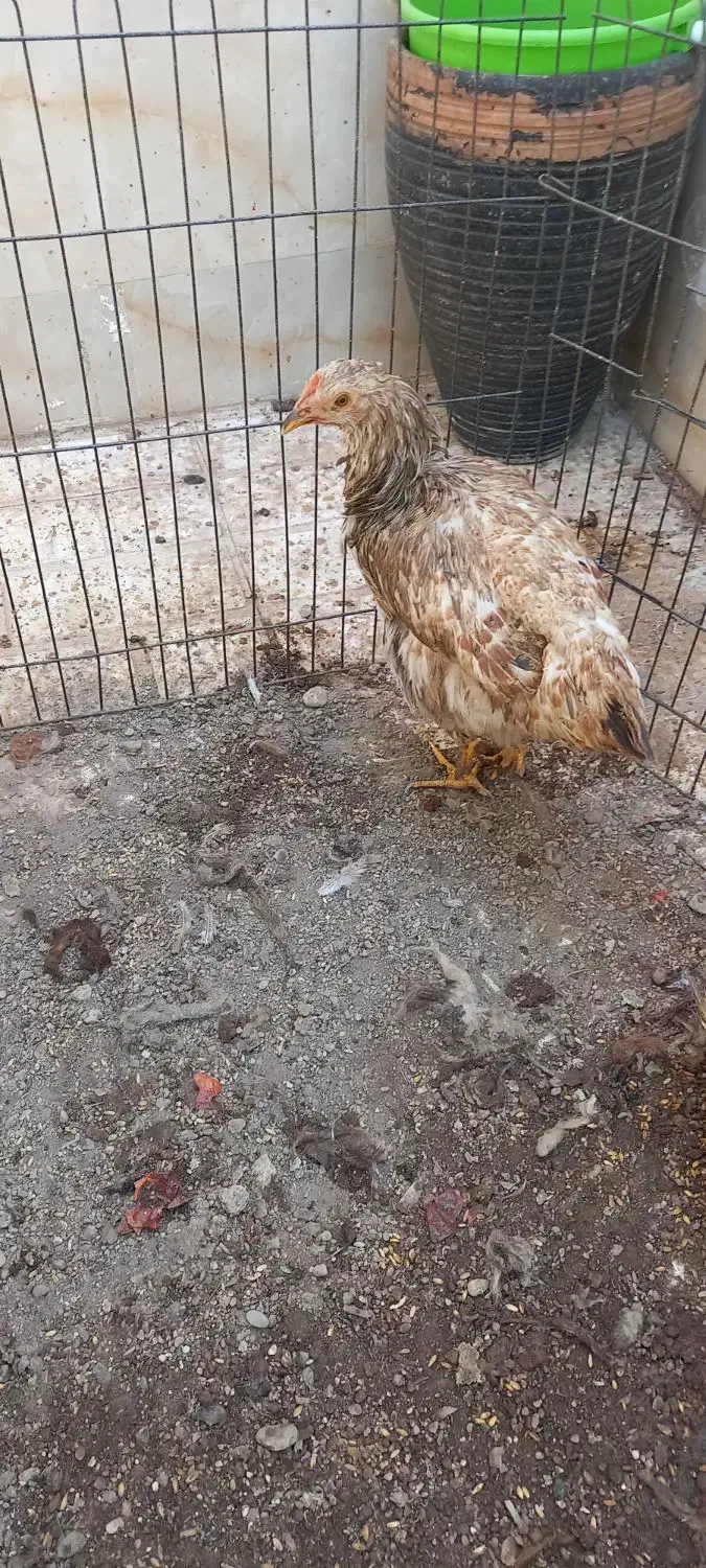 مرغ|حیوانات مزرعه|خاوران, |دیوار