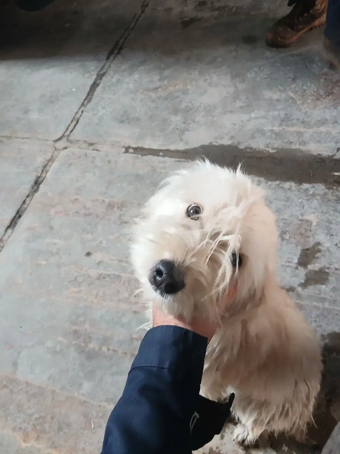 وگذاری سگ|سگ|باقرشهر, |دیوار