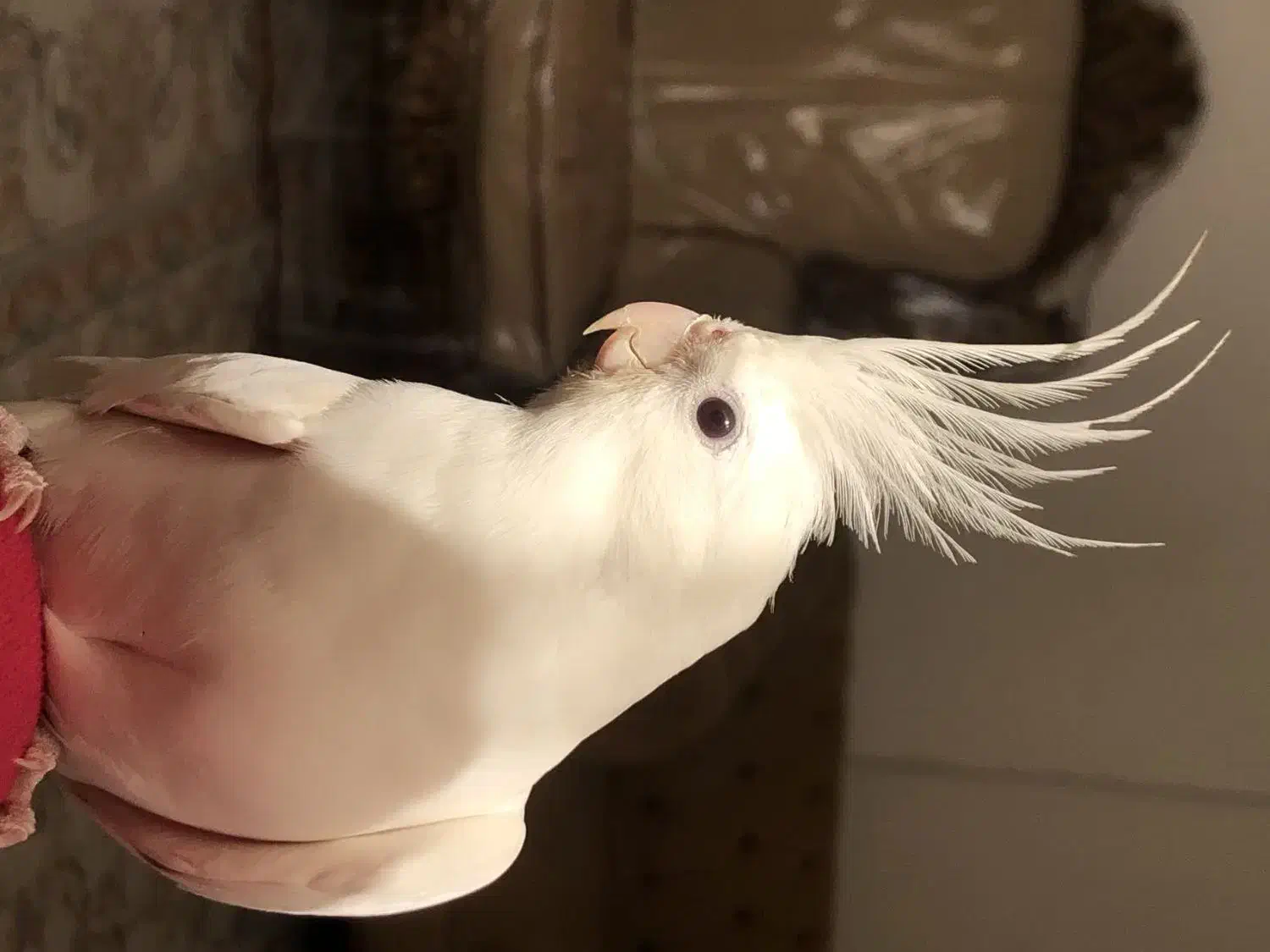 عروس هلندی|پرنده|مشهد, عبادی|دیوار