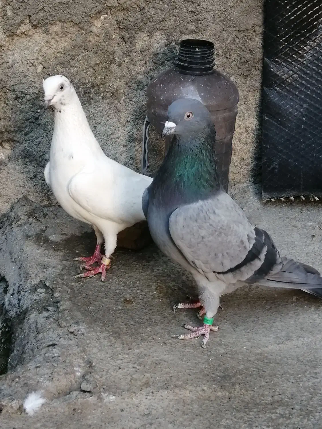 کبوتر|پرنده|نقده, |دیوار