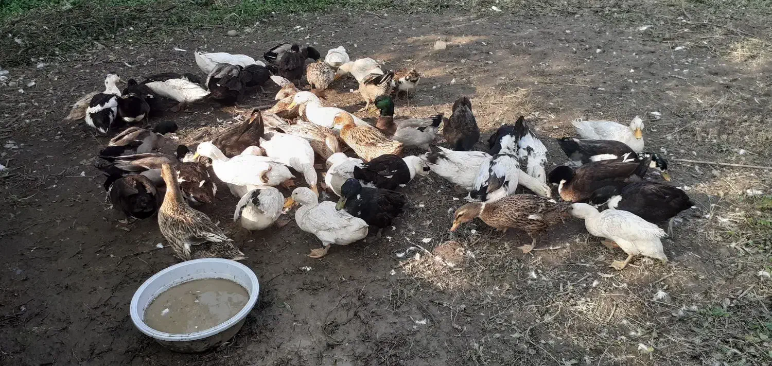 اردک های سالم|حیوانات مزرعه|قائم‌شهر, |دیوار