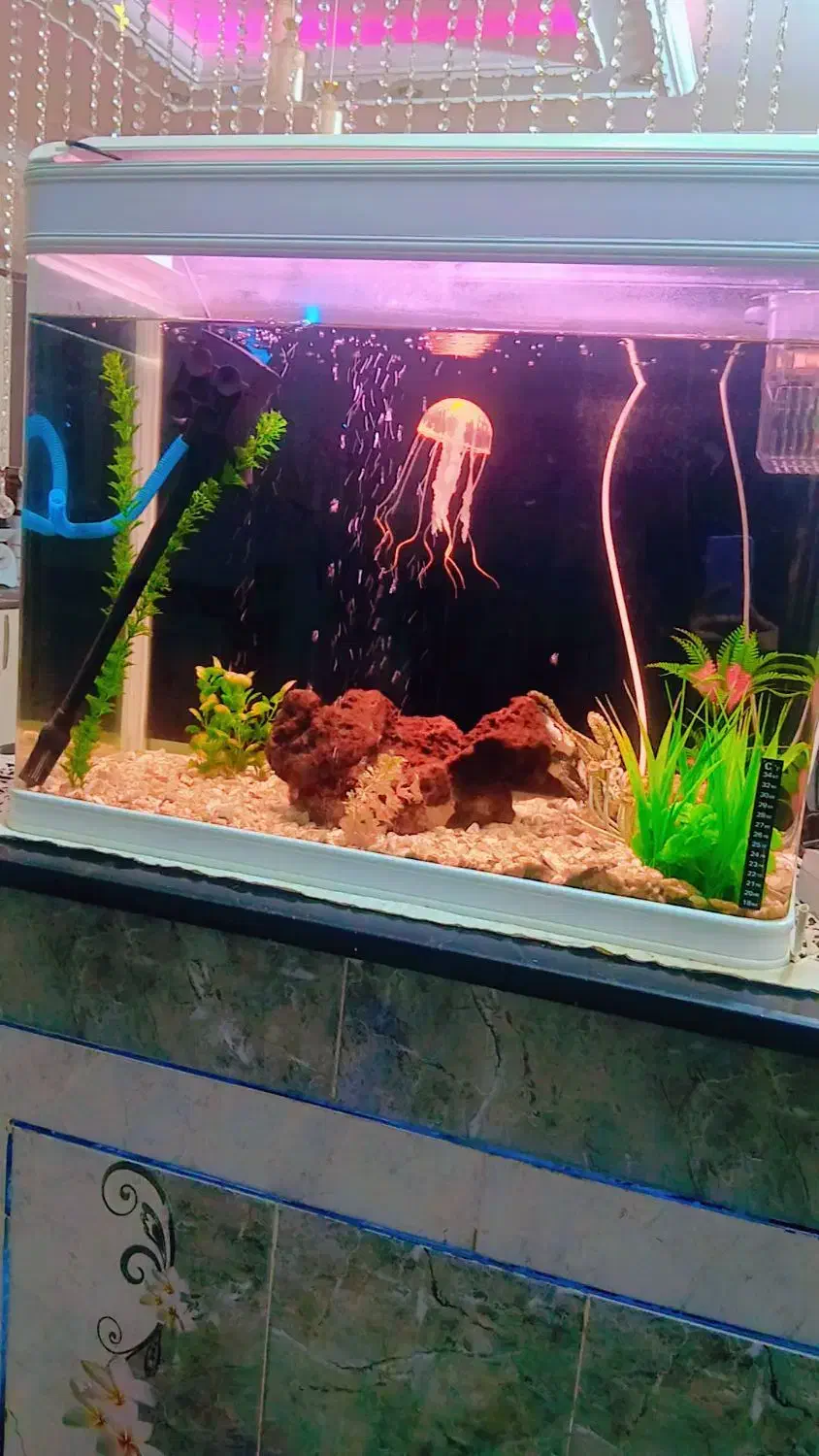 آکواریم سه بعدی 80سانتی|گل و گیاه طبیعی|خاش, |دیوار