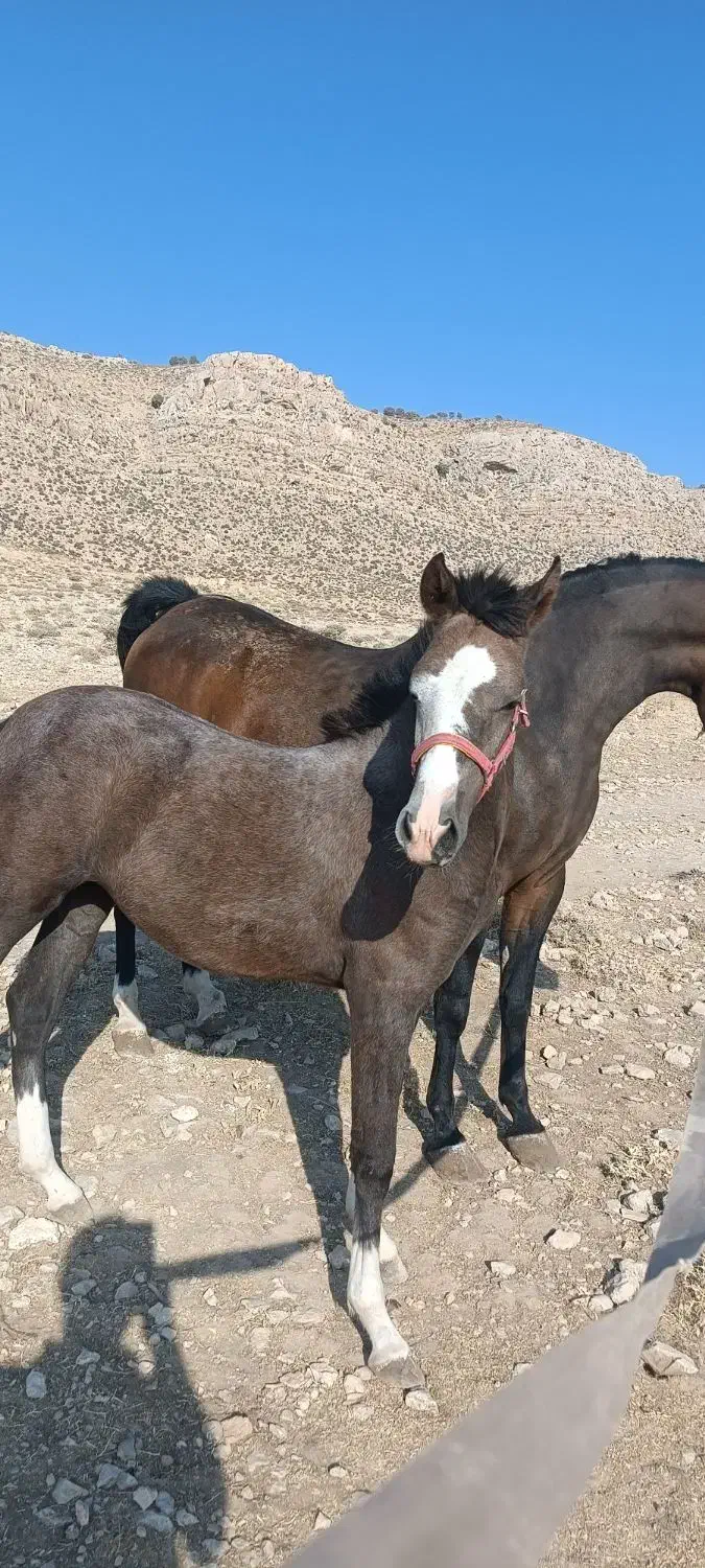 اسب|اسب و تجهیزات اسب‌سواری|شیراز, گویم|دیوار