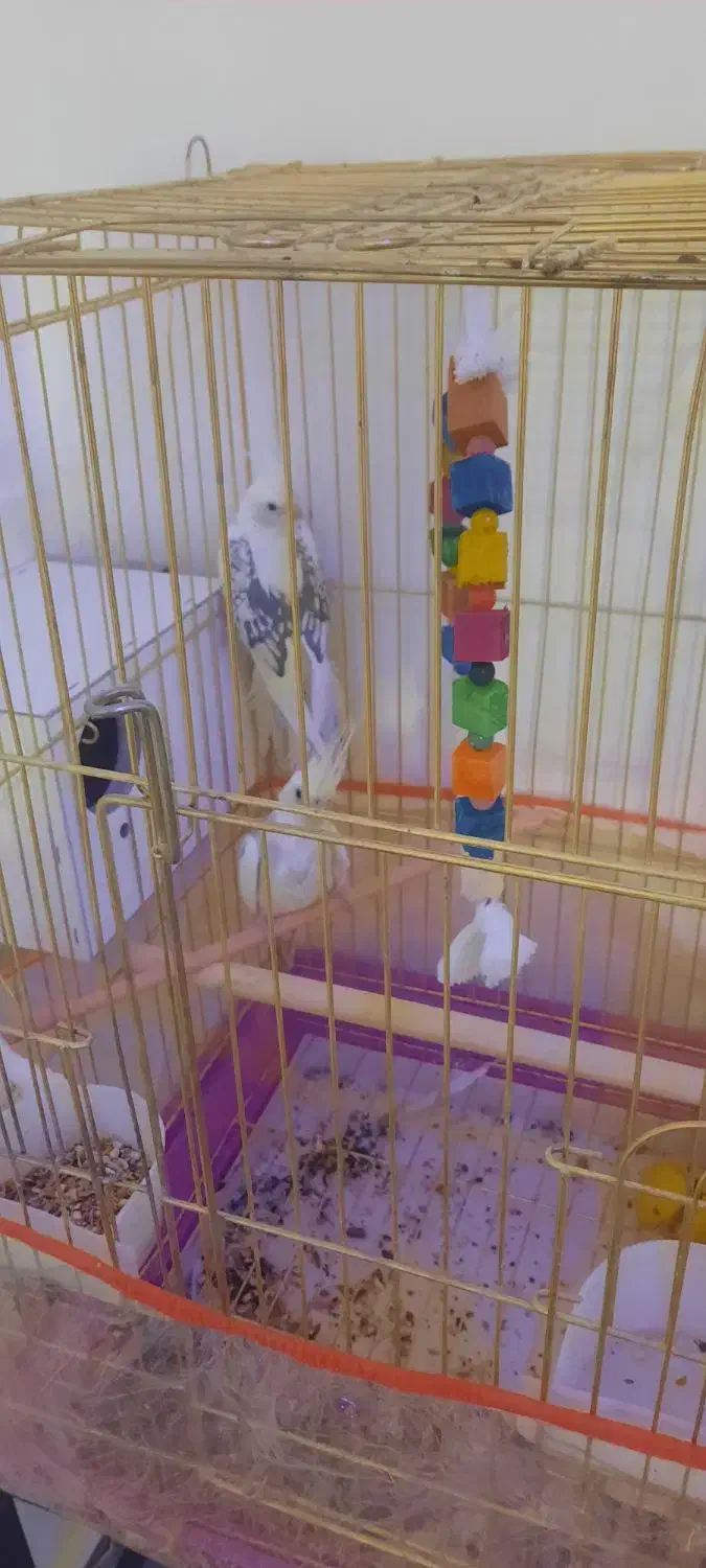 عروس هلندی دوکت|پرنده|زهک, |دیوار