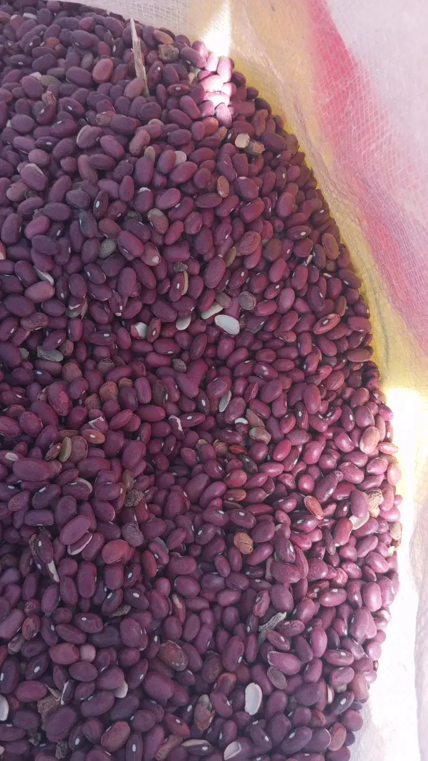 لوبیا قرمز|خوردنی و آشامیدنی|کوهرنگ, |دیوار