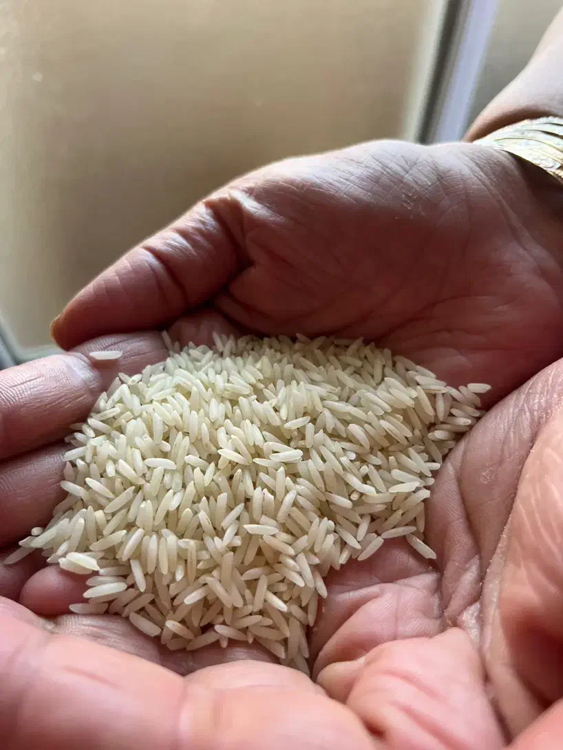 برنج هاشمی اصل|خوردنی و آشامیدنی|رشت, جهاد|دیوار