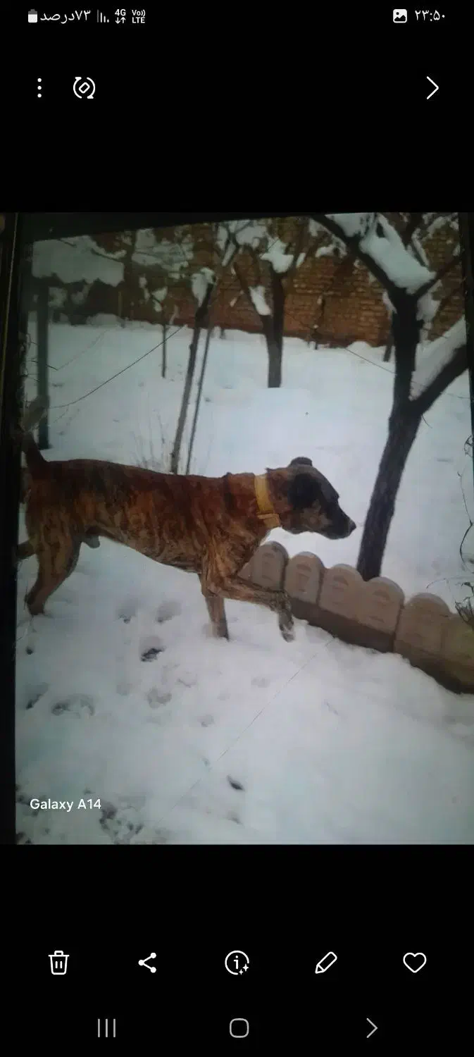 سگ گله|سگ|مشهد, شیرحصار|دیوار