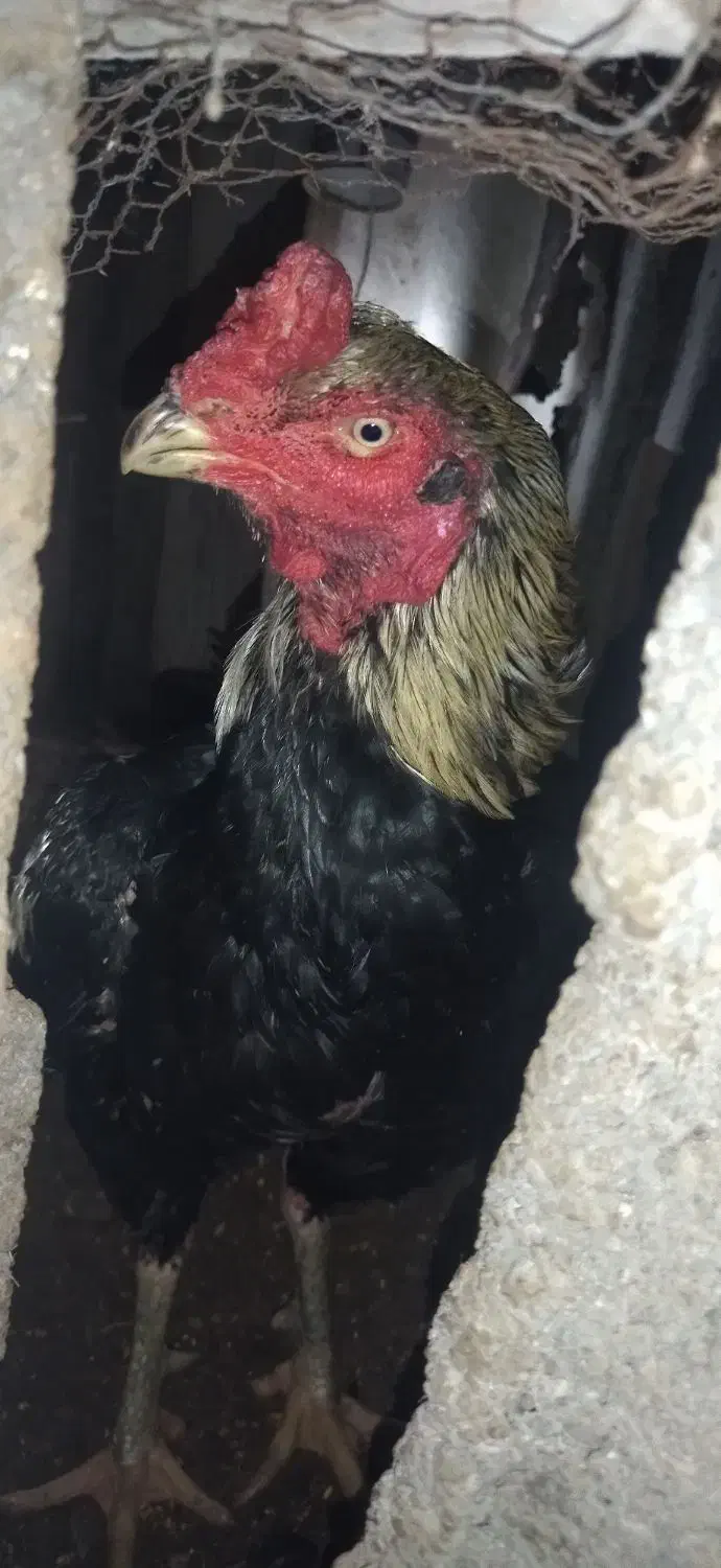 تخم لاری|حیوانات مزرعه|لاهیجان, خالو باغ|دیوار