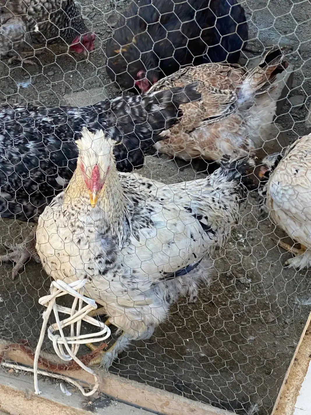 خروس محلی|حیوانات مزرعه|مشهد, ویلاشهر|دیوار