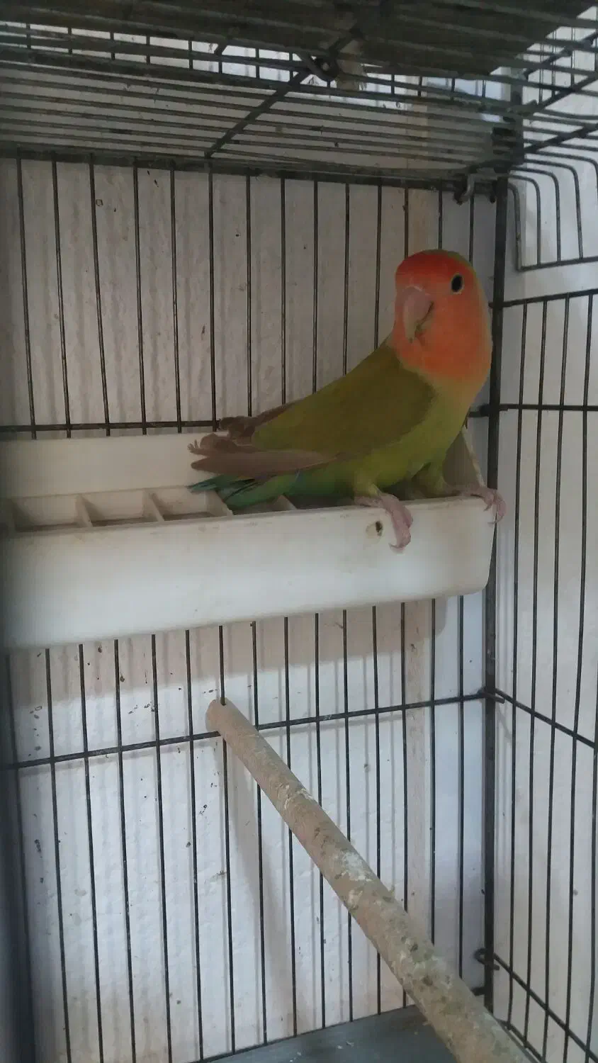 طوطی برزیلی نر و عروس هلندی|پرنده|یاسوج, |دیوار