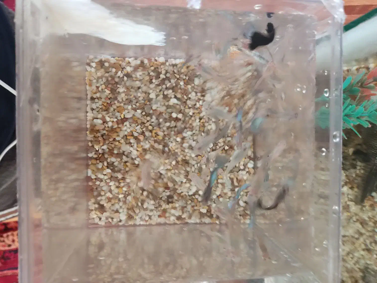 ماهی آکواریوم گوپی|ماهی|اهر, |دیوار