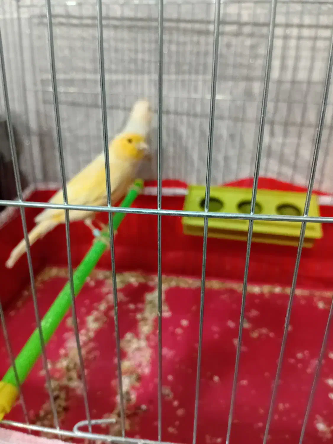 قناری|پرنده|کیار, |دیوار