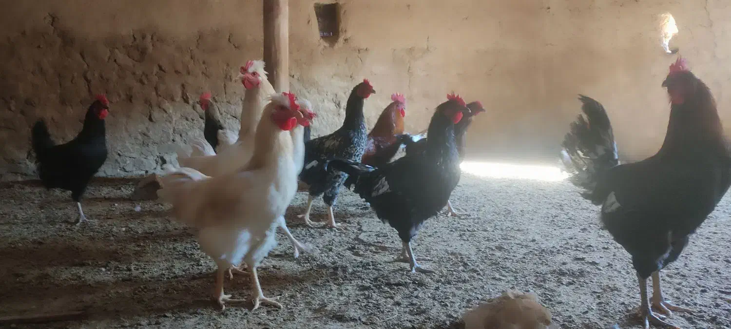 خروس جوان|حیوانات مزرعه|رضویه, |دیوار