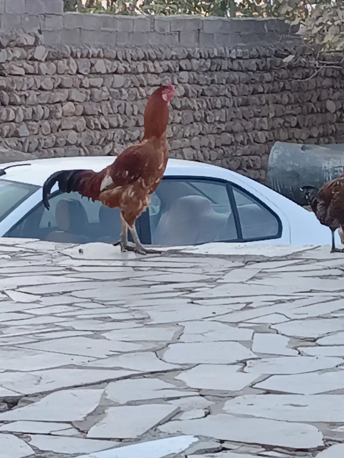 مرغ محلی و خروس لاری|حیوانات مزرعه|چگنی, |دیوار