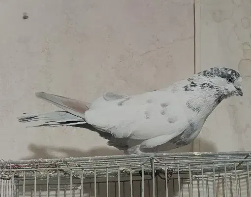 کبوتر|پرنده|کیار, |دیوار