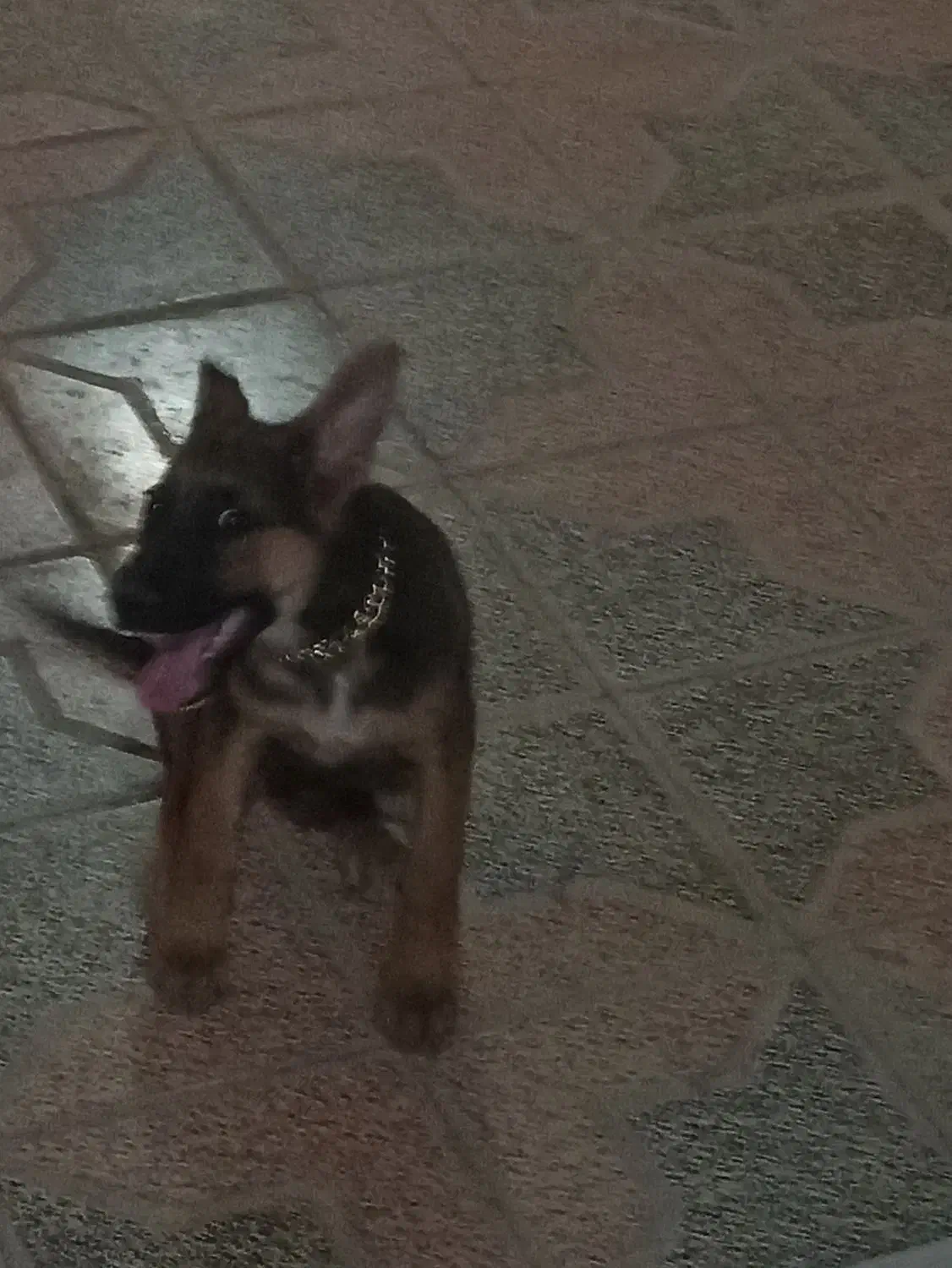 سگ ژرمن 5ماهه|سگ|شاهینشهر, گرگاب|دیوار