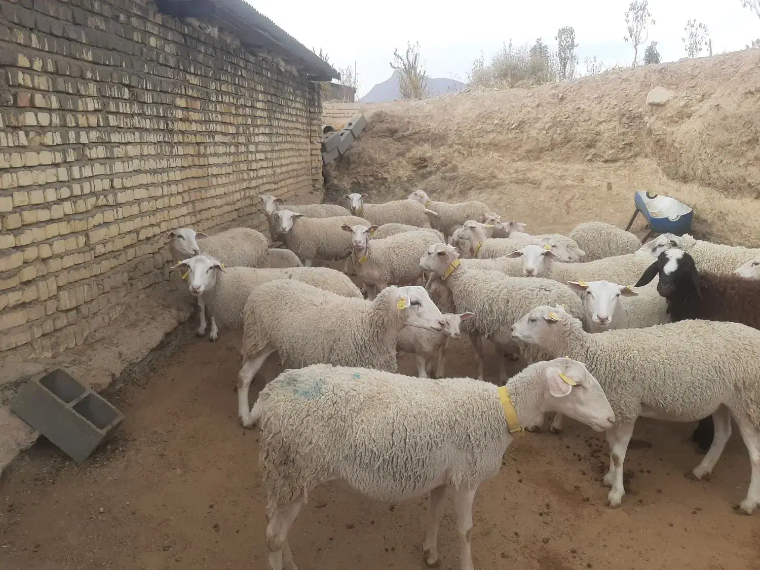 فروش میش و بره رومن|حیوانات مزرعه|قم, خداکرم|دیوار