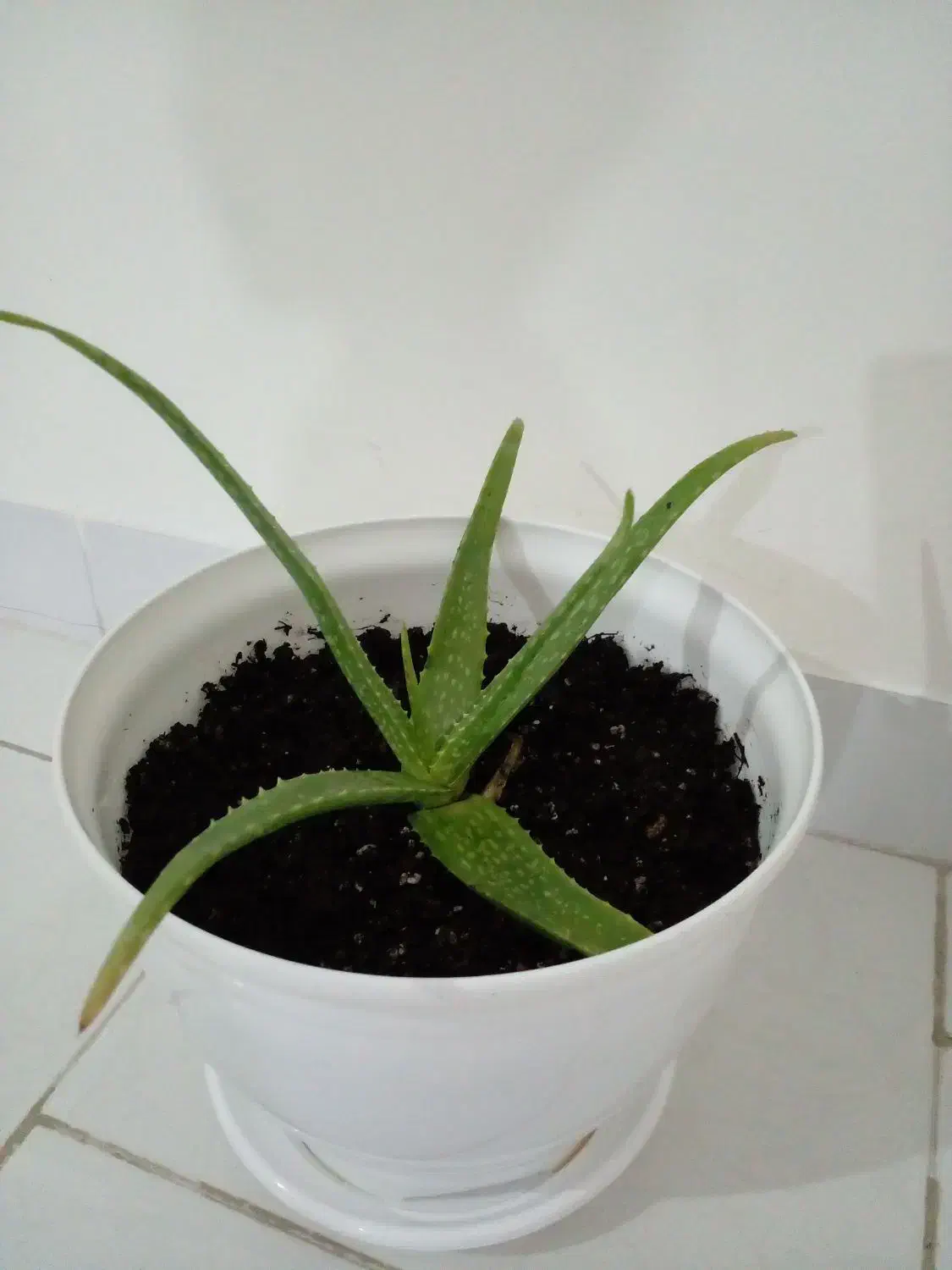 گل الووئورا|گل و گیاه طبیعی|گرمسار, |دیوار