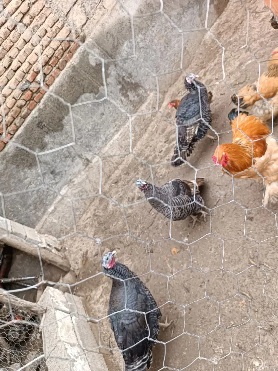 سه عدد بوقلمون ماده و یک عددمرغ اصل روستایی|حیوانات مزرعه|نقده, |دیوار