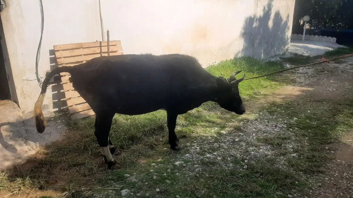 فروش ۲عدد گاو شیر کر|حیوانات مزرعه|نوشهر, |دیوار