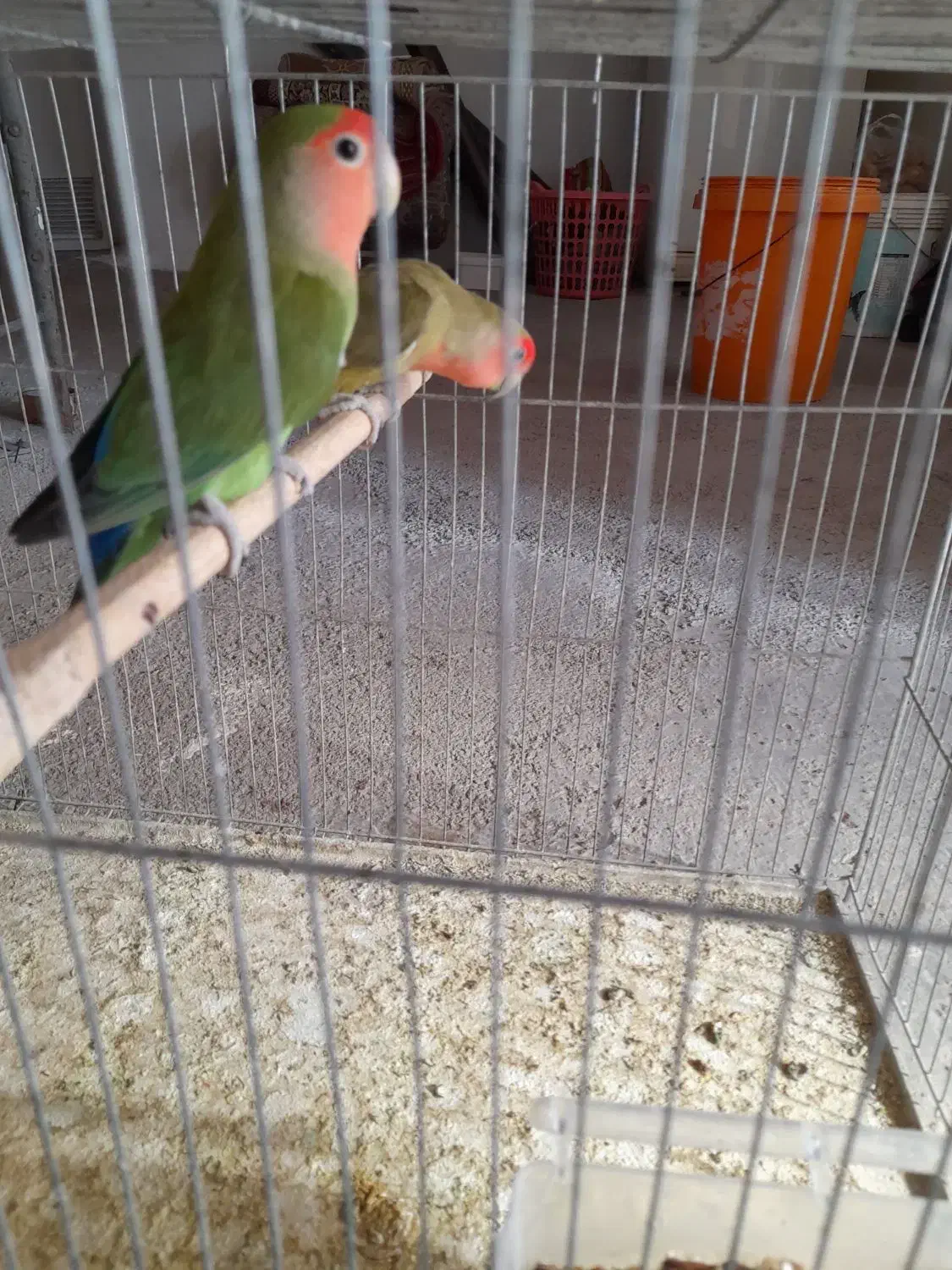 طوطی برزیلی|پرنده|کوزران, |دیوار