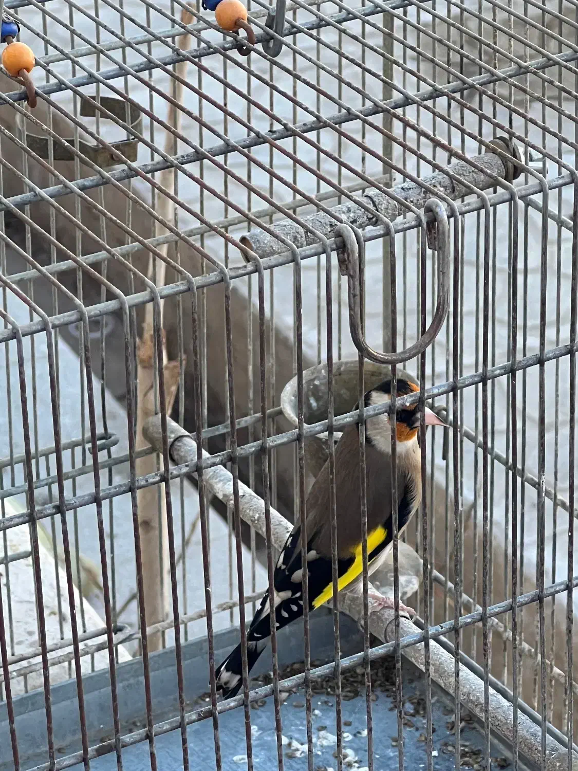 سهره سهره قناری|پرنده|ری, دیلمان|دیوار