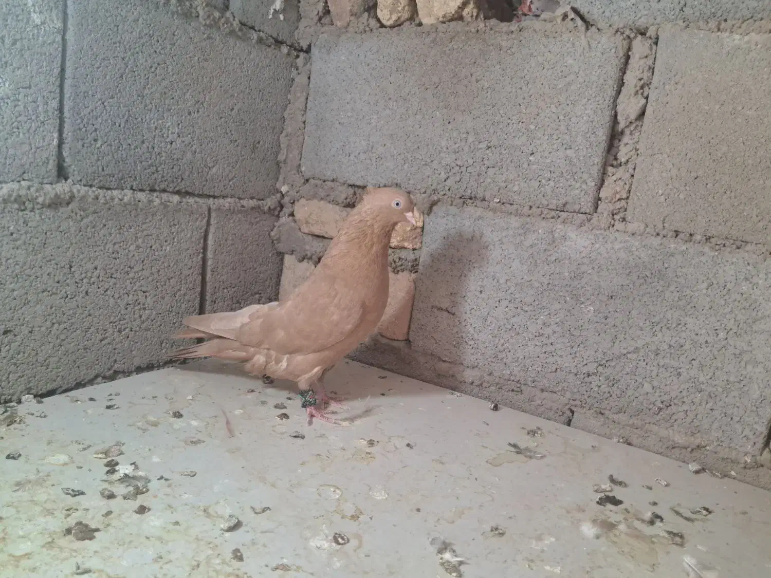 کبوتر یک سر صرب و ابادانی چشم نوک سفید درجه ۱|پرنده|شهرضا, |دیوار