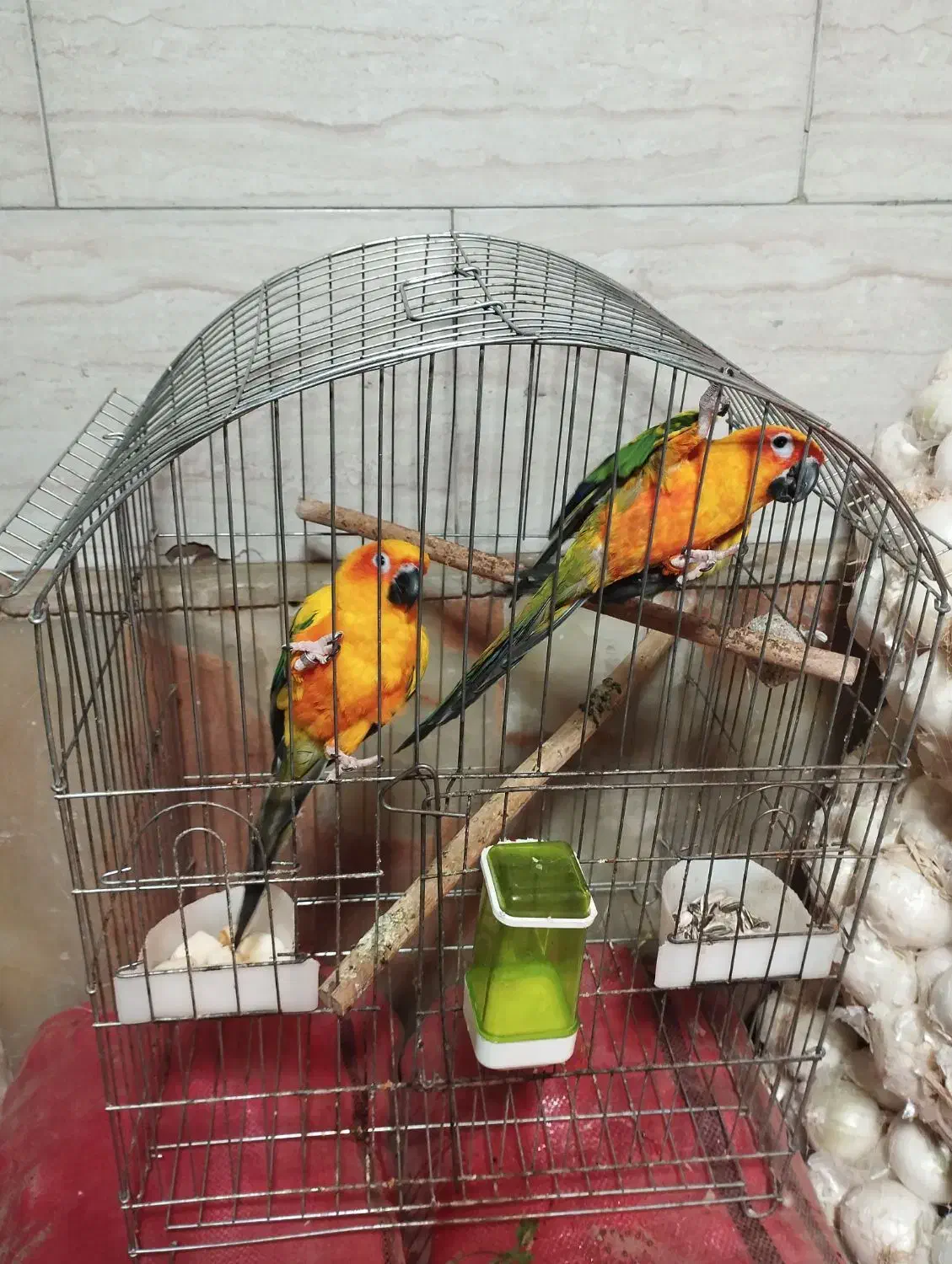 طوطی خورشیدی|پرنده|سمنان, |دیوار