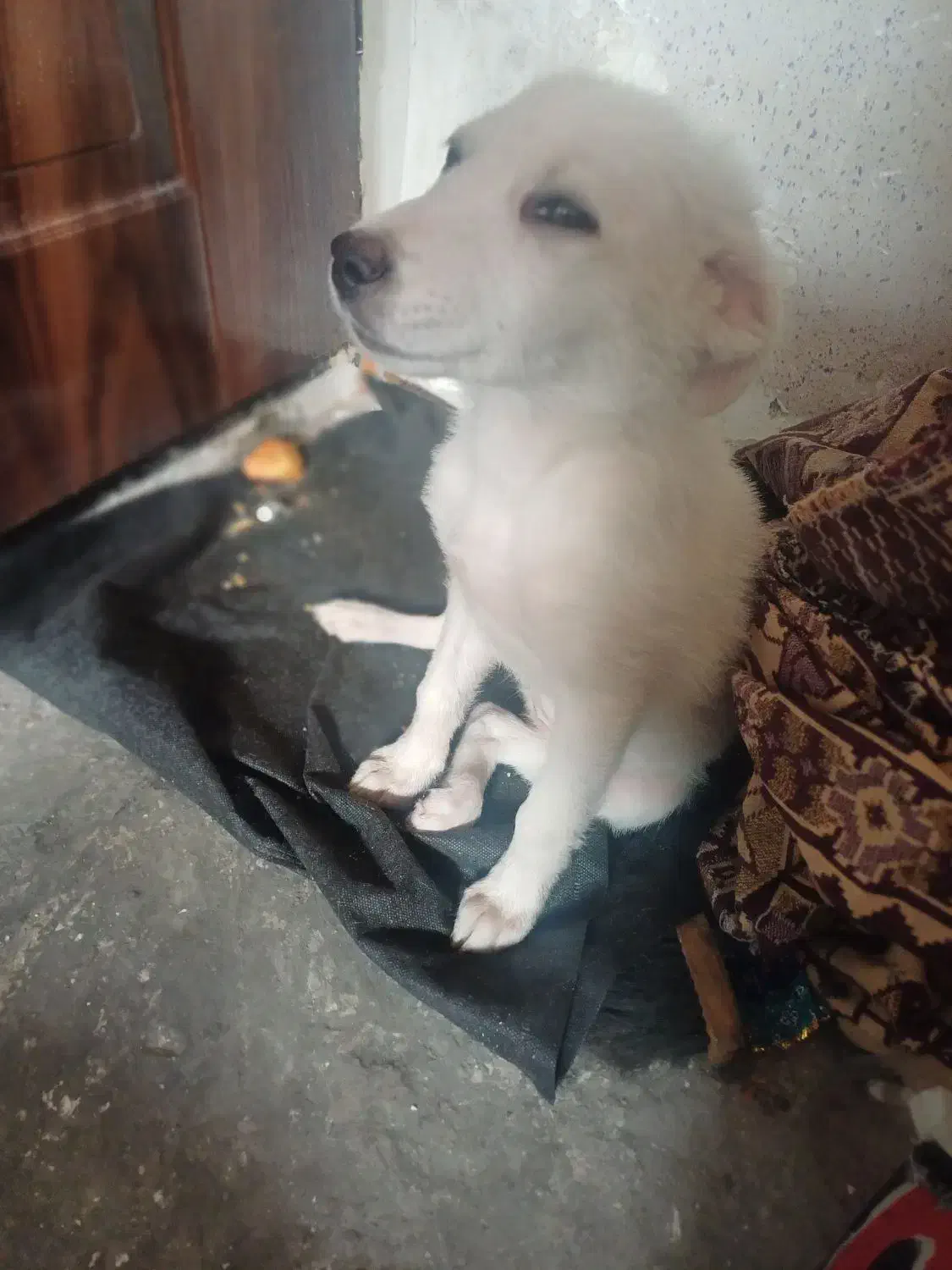 سگ پاکوتاه|سگ|زنجان, |دیوار