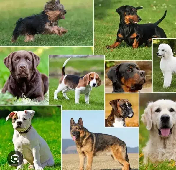 سگ رایگان را میپذیرم|سگ|شیراز, شیخ علی چوپان|دیوار