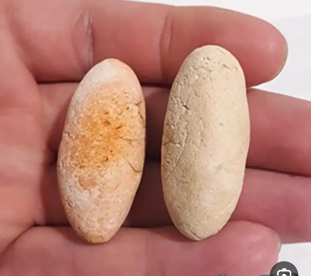 دعا|بدلیجات|سبزوار, قاضی زاد|دیوار