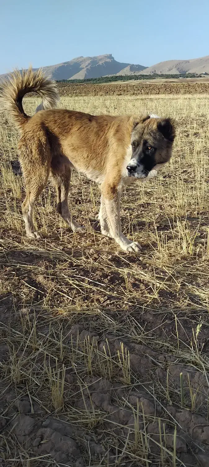 فروش سگ سرابی|سگ|قیدار, |دیوار