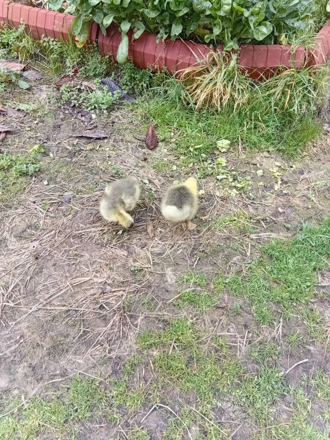 جوجه غاز|حیوانات مزرعه|رشت, حومه رشت|دیوار