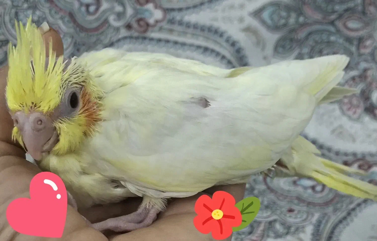 جوجه عروس هلندی لوتینو|پرنده|جهرم, |دیوار